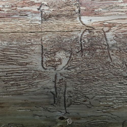 Pityokteines vorontzovi