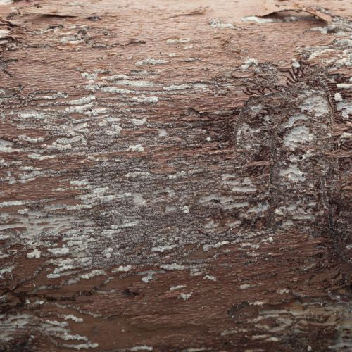 Pityokteines vorontzovi