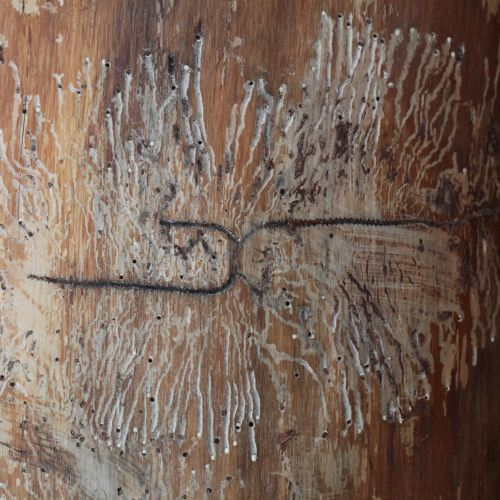 Pityokteines vorontzovi