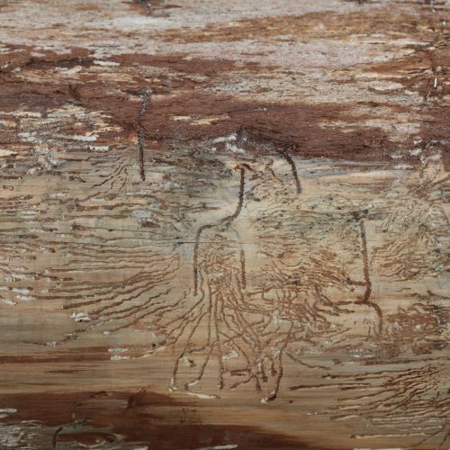 Pityokteines vorontzovi