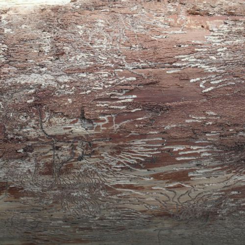 Pityokteines vorontzovi