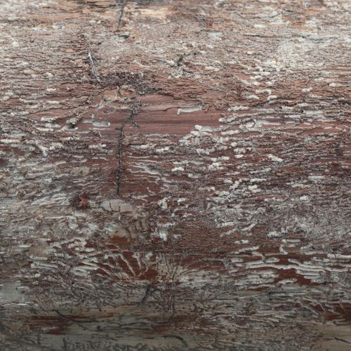 Pityokteines vorontzovi