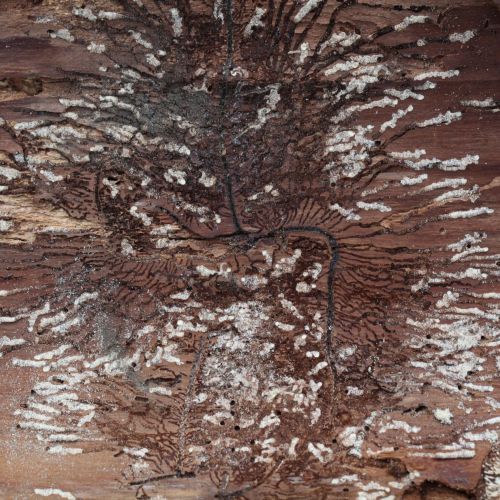 Pityokteines vorontzovi