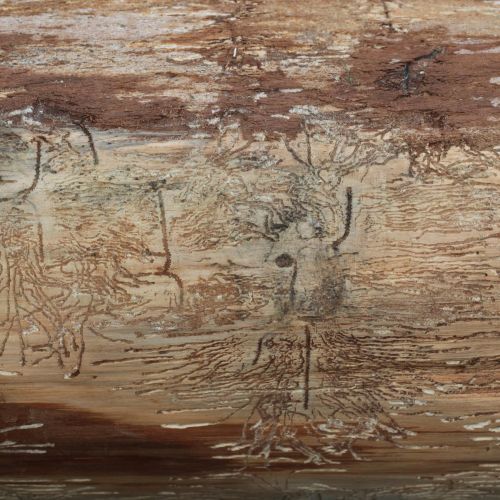 Pityokteines vorontzovi