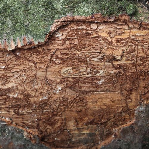 Pityokteines vorontzovi