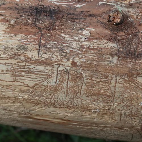 Pityokteines vorontzovi