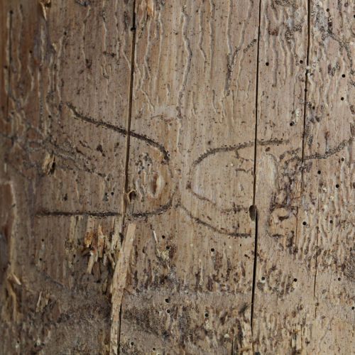 Pityokteines vorontzovi