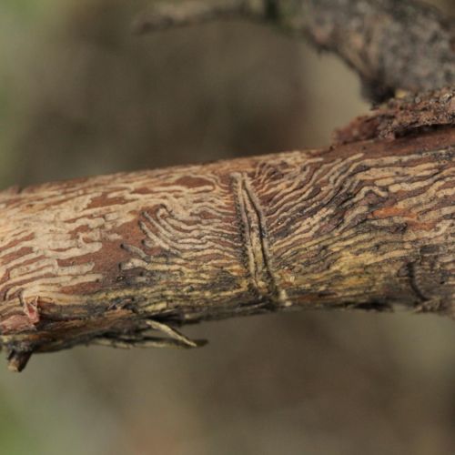 Pityokteines vorontzovi