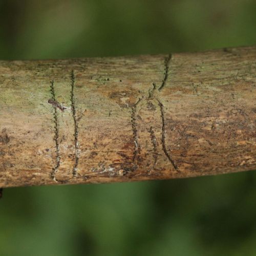 Pityokteines vorontzovi