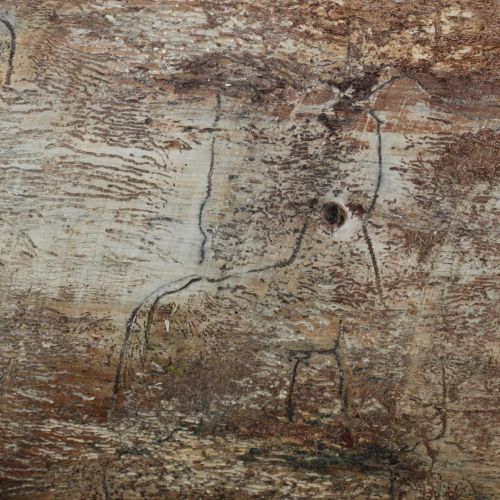 Pityokteines vorontzovi