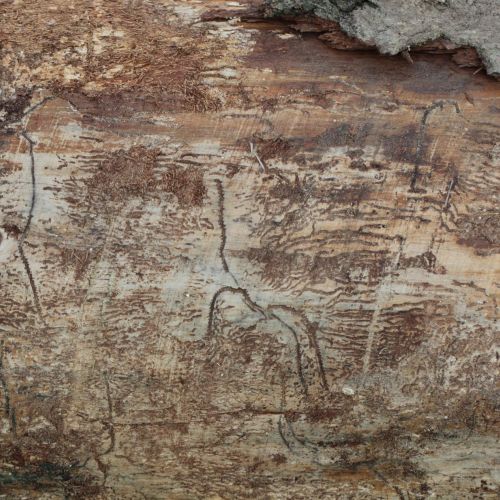 Pityokteines vorontzovi