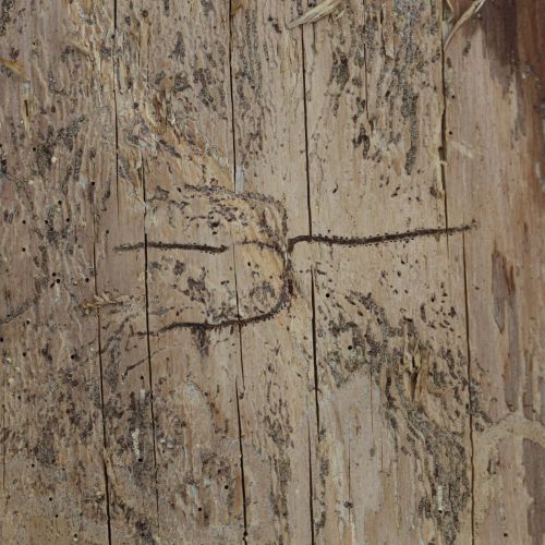 Pityokteines vorontzovi