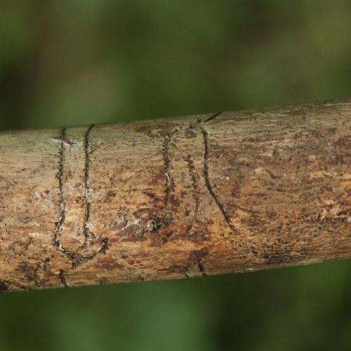 Pityokteines vorontzovi