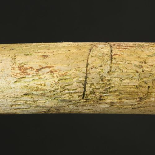 Pityokteines vorontzovi