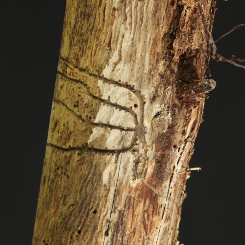 Pityokteines vorontzovi