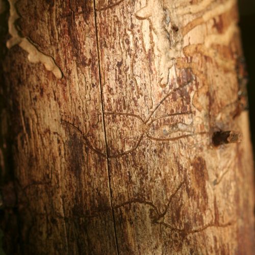 Pityokteines vorontzovi