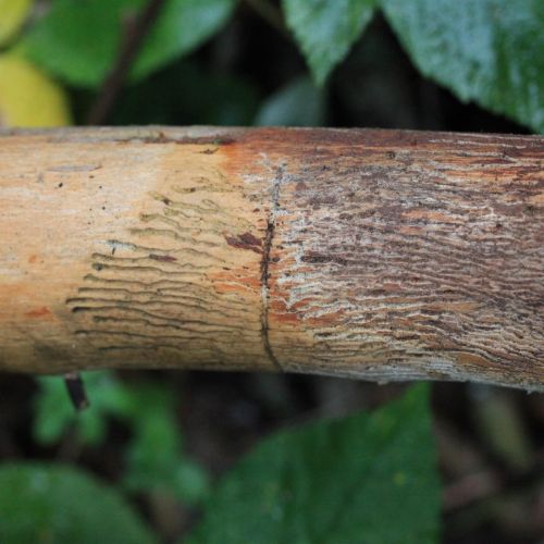 Pityokteines vorontzovi