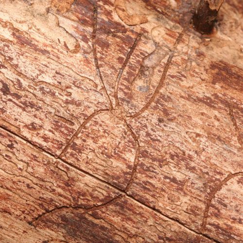 Pityokteines vorontzovi