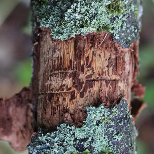 Pityokteines vorontzovi