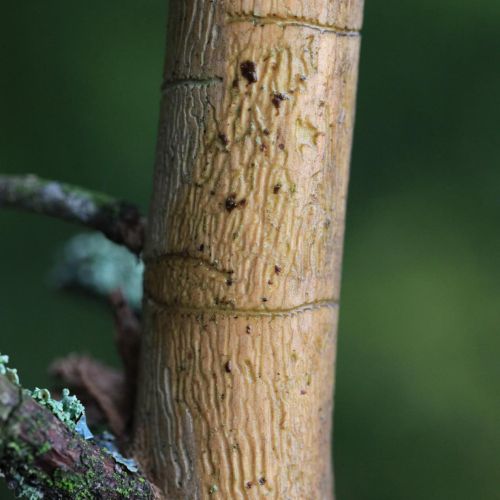 Pityokteines vorontzovi