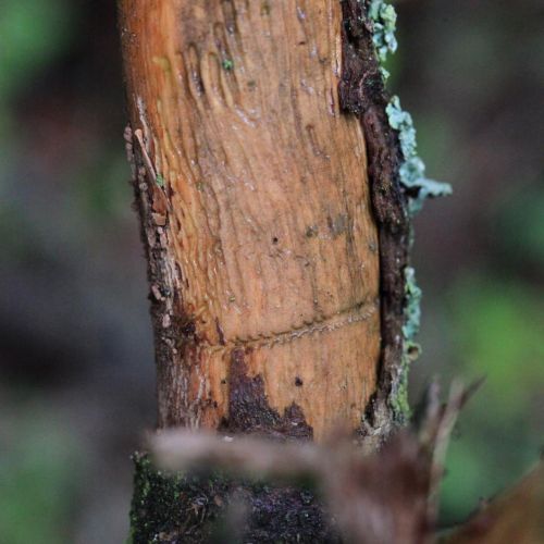 Pityokteines vorontzovi