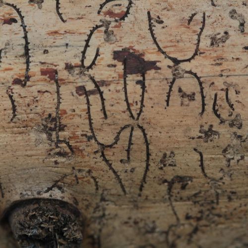 Pityokteines vorontzovi