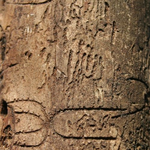 Pityokteines vorontzovi