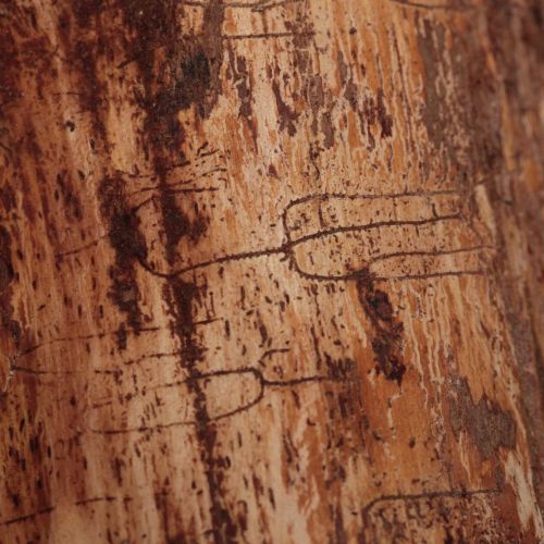 Pityokteines vorontzovi