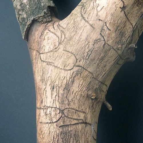 Pityokteines vorontzovi