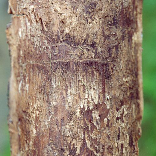 Pityokteines vorontzovi