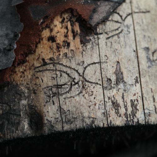 Pityokteines vorontzovi