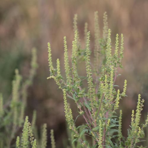 Ambrosia artemisiifolia