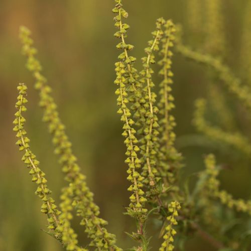 Ambrosia artemisiifolia