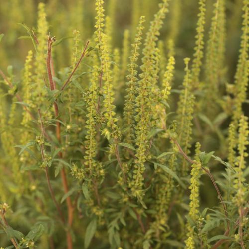 Ambrosia artemisiifolia