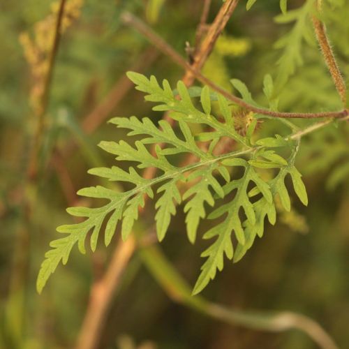 Ambrosia artemisiifolia