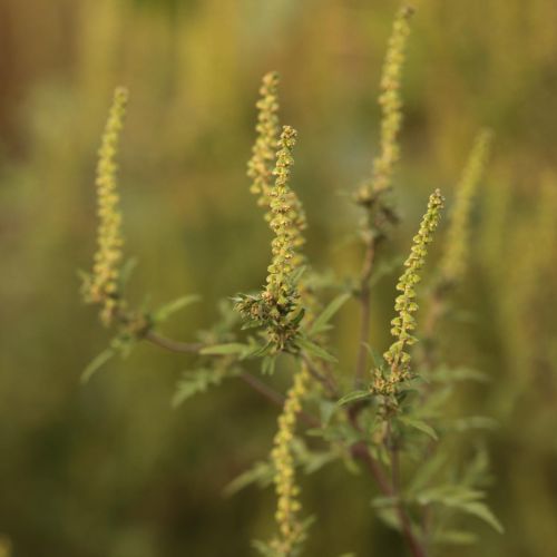 Ambrosia artemisiifolia