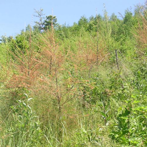 Sacchiphantes viridis 