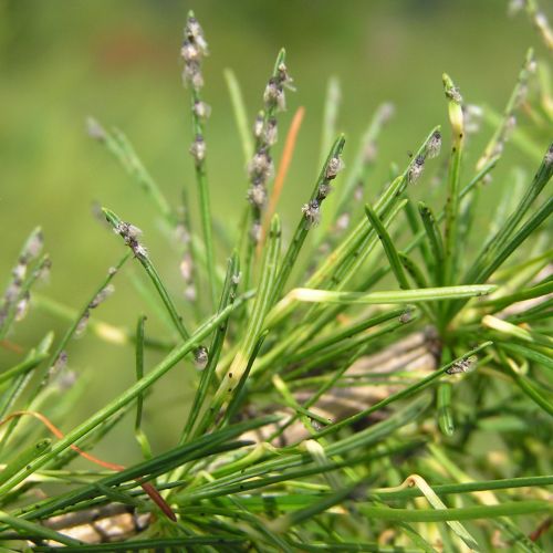 Sacchiphantes viridis 