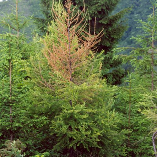 Sacchiphantes viridis 