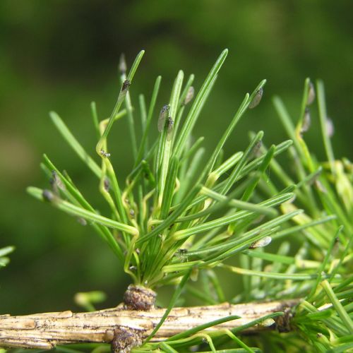 Sacchiphantes viridis 