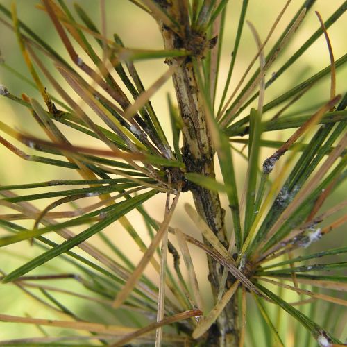 Sacchiphantes viridis 