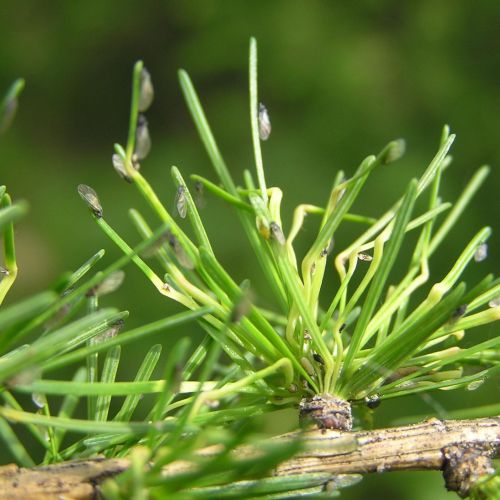 Sacchiphantes viridis 