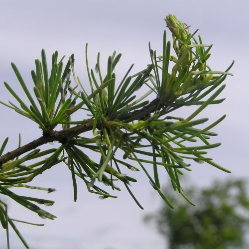 Sacchiphantes viridis 