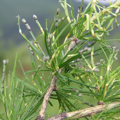 Sacchiphantes viridis 