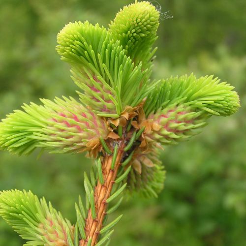 Sacchiphantes viridis 