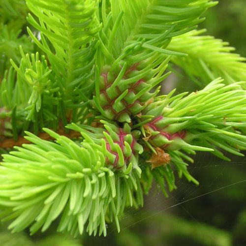 Sacchiphantes viridis 