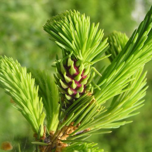 Sacchiphantes viridis 