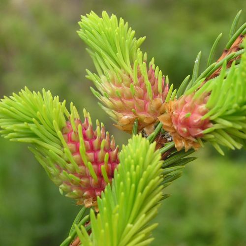 Sacchiphantes viridis 