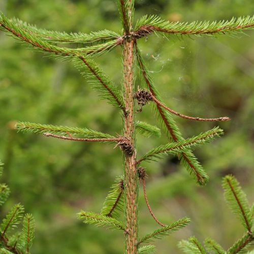 Sacchiphantes viridis 