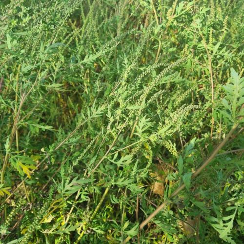 Ambrosia artemisiifolia